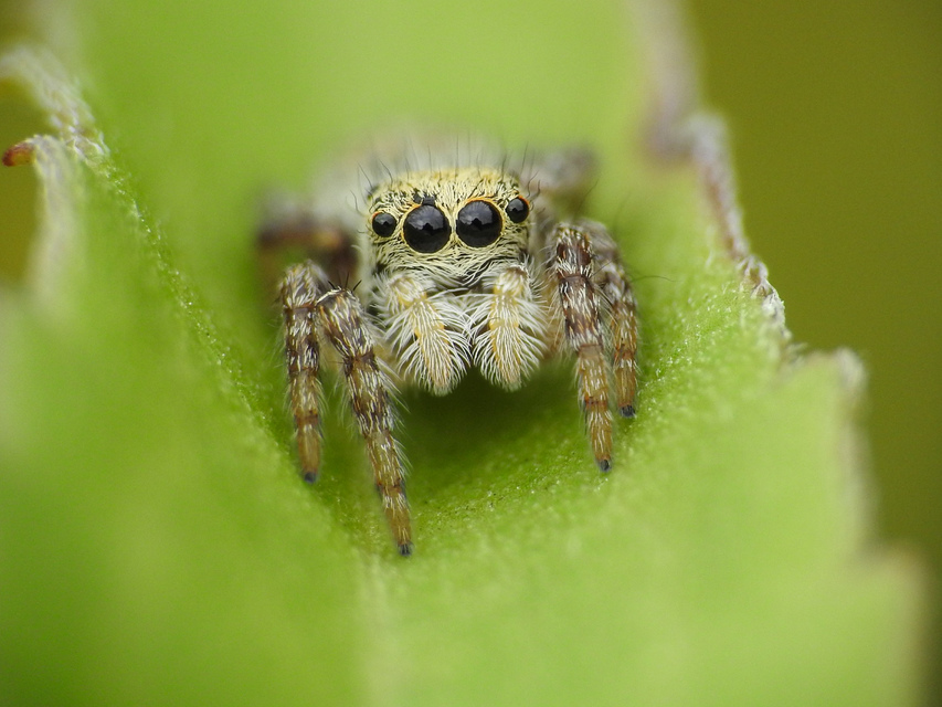 Carrhotus xanthogramma - rozsdás ugrópók