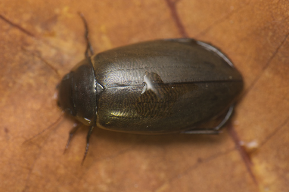Colymbetes fuscus - gyakori recéscsíkbogár