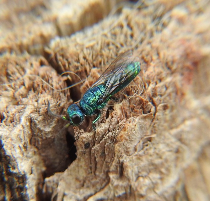 Trichrysis cyanea