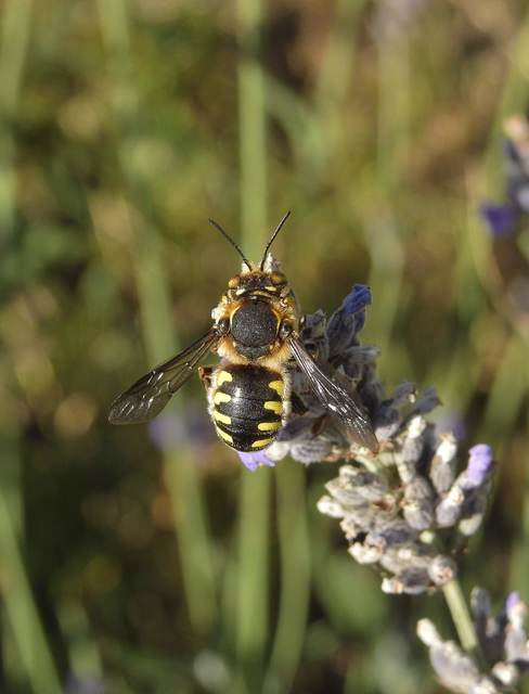 Anthidium