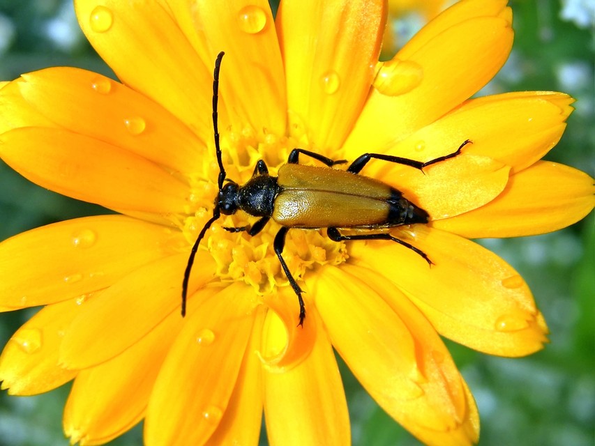 Stictoleptura fulva - vörhenyes virágcincér