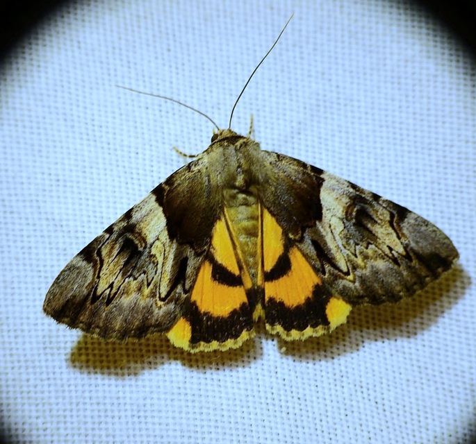 Catocala fulminea - galagonya-övesbagoly