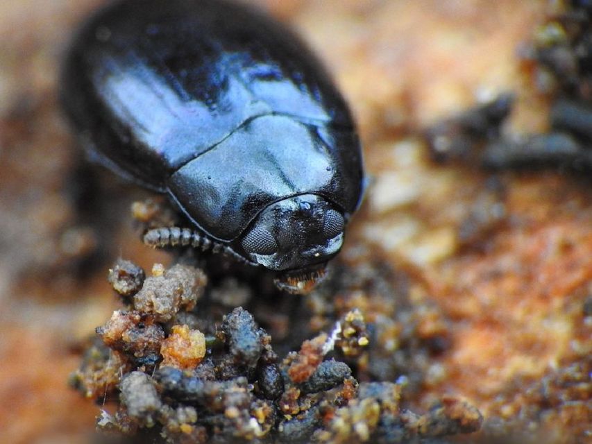 Platydema violaceum - fémkék taplóbogár