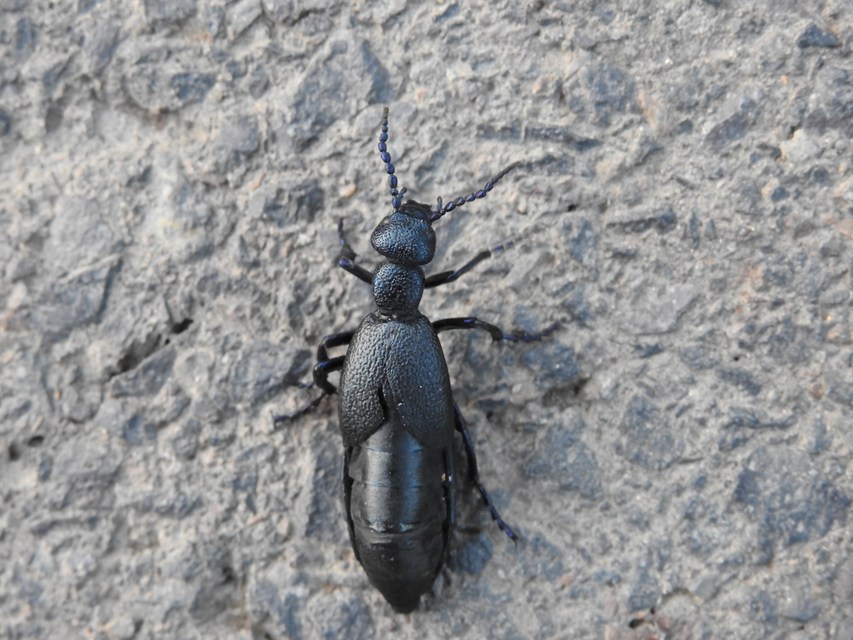 Meloe proscarabaeus - közönséges nünüke
