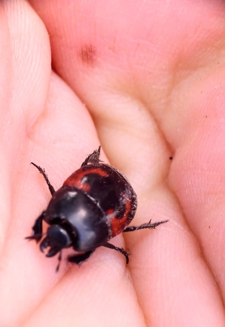 Hister quadrimaculatus - közönséges sutabogár