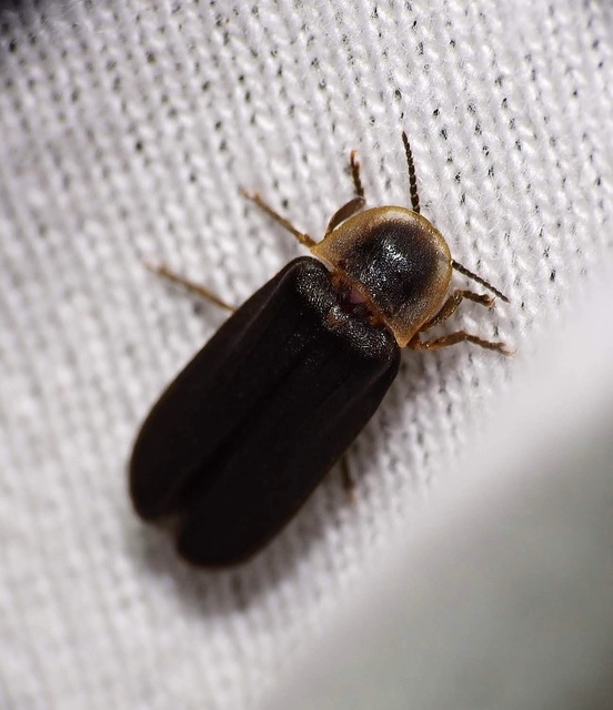 Lampyris noctiluca - nagy szentjánosbogár