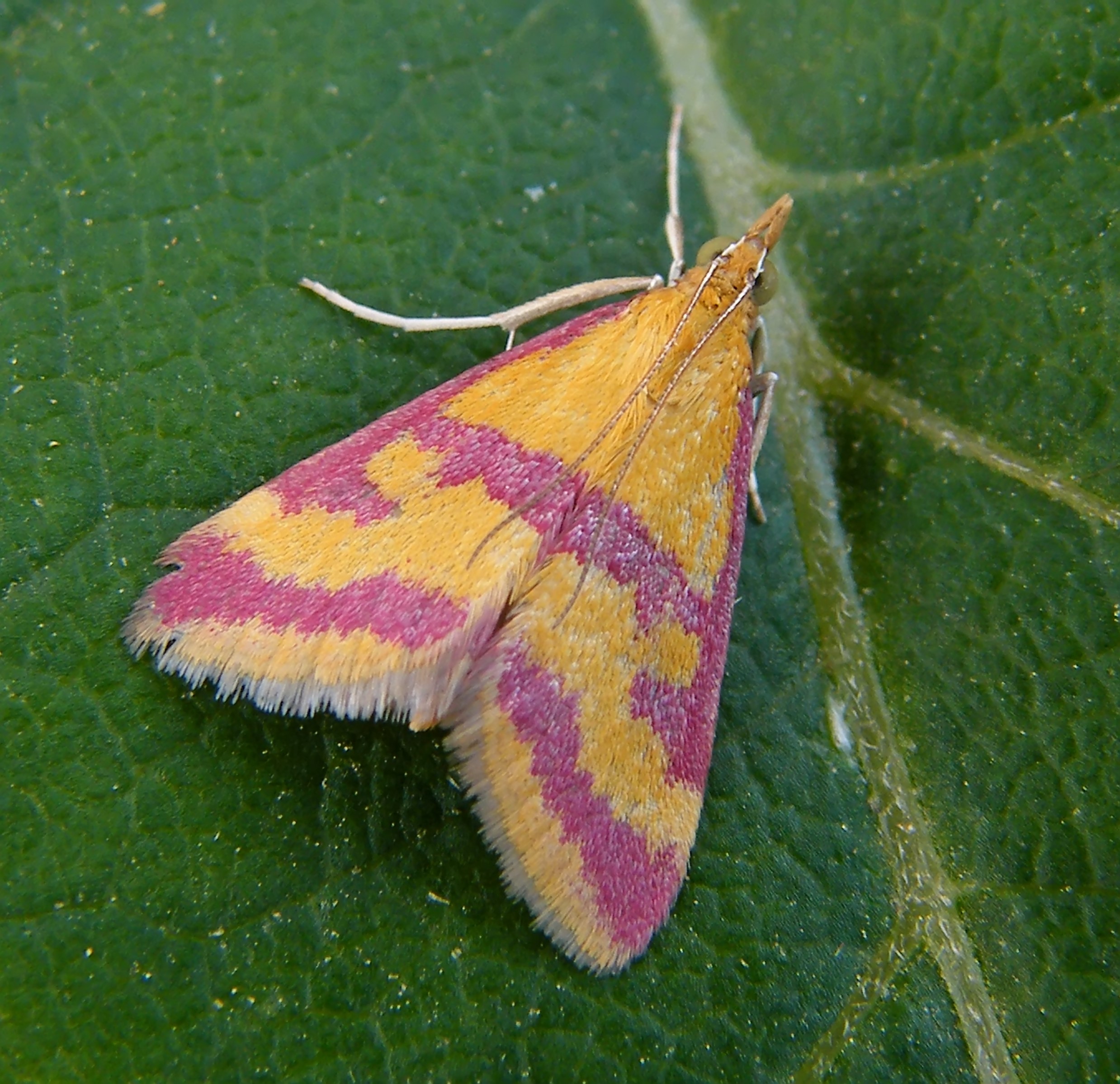 Pyrausta sanguinalis - vérszínű bíbormoly