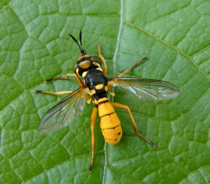 Conopidae - fejeslegyek