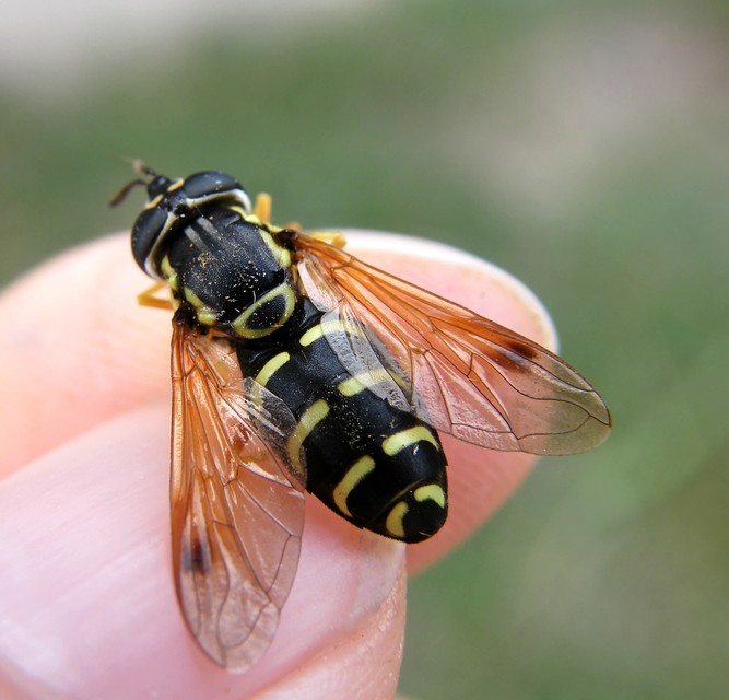 Chrysotoxum