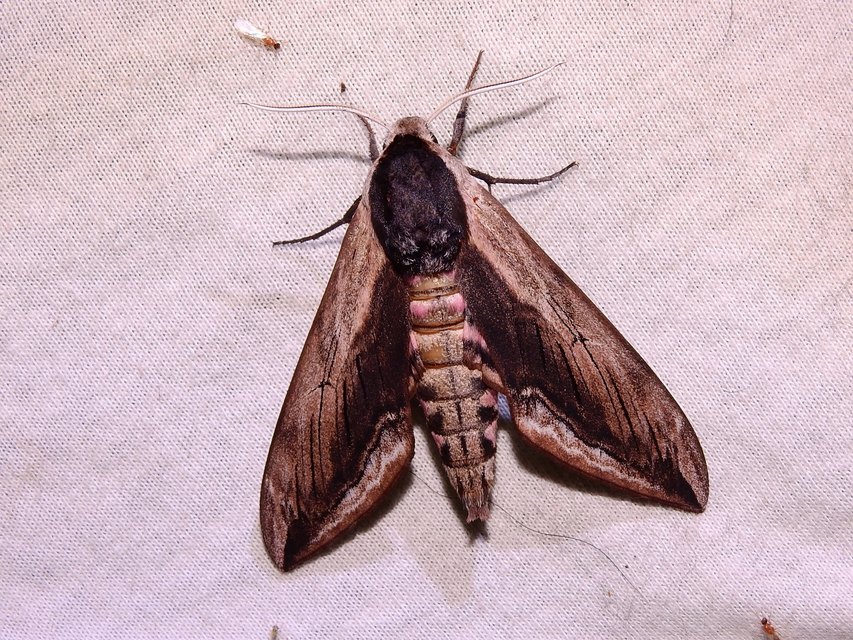 Sphinx ligustri - fagyalszender