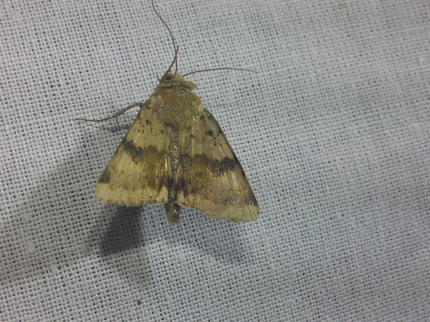 Heliothis viriplaca - mácsonyabagoly