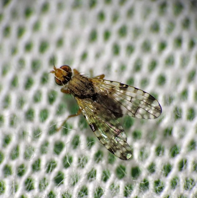 Dioxyna bidentis