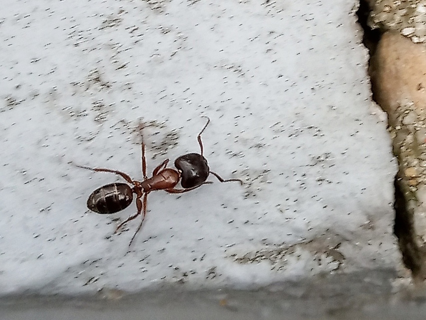 Camponotus ligniperda - faodvasító lóhangya