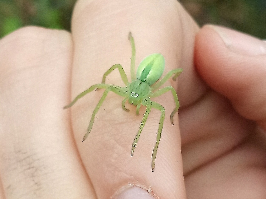 Micrommata virescens - hunyópók
