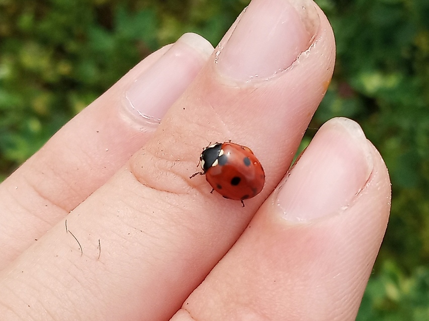 Coccinella septempunctata - hétpettyes katica