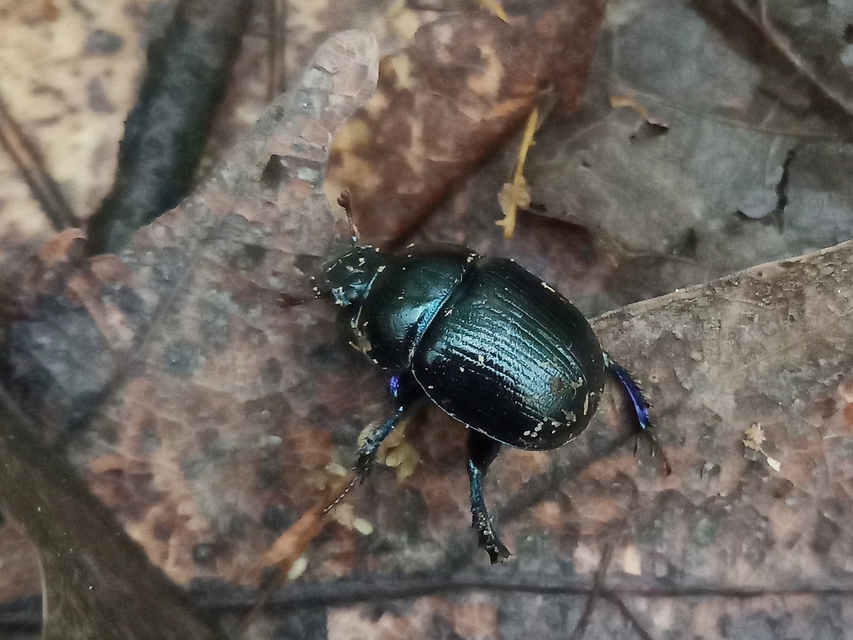 Anoplotrupes stercorosus - erdei álganéjtúró