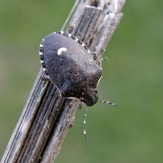 Holcostethus sphacelatus - holdas címerespoloska Holcostethus sphacelatus - holdas címerespoloska