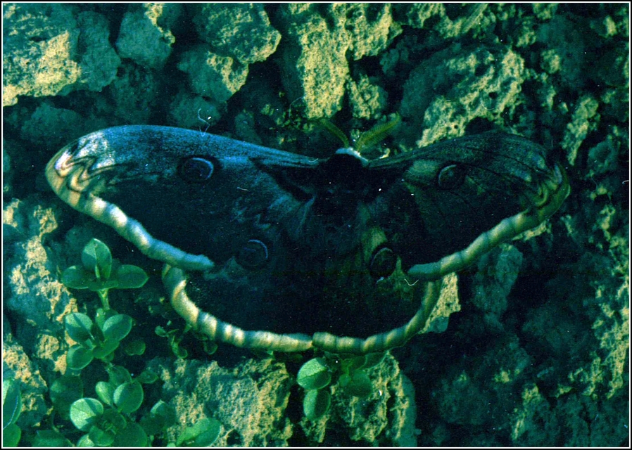 Saturnia pyri - nagy pávaszem