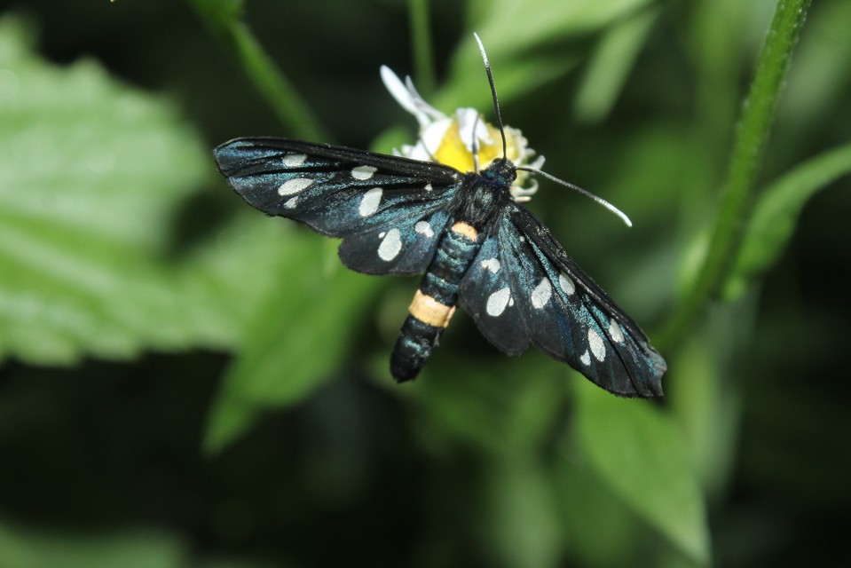 Amata phegea - fehérpettyes álcsüngőlepke