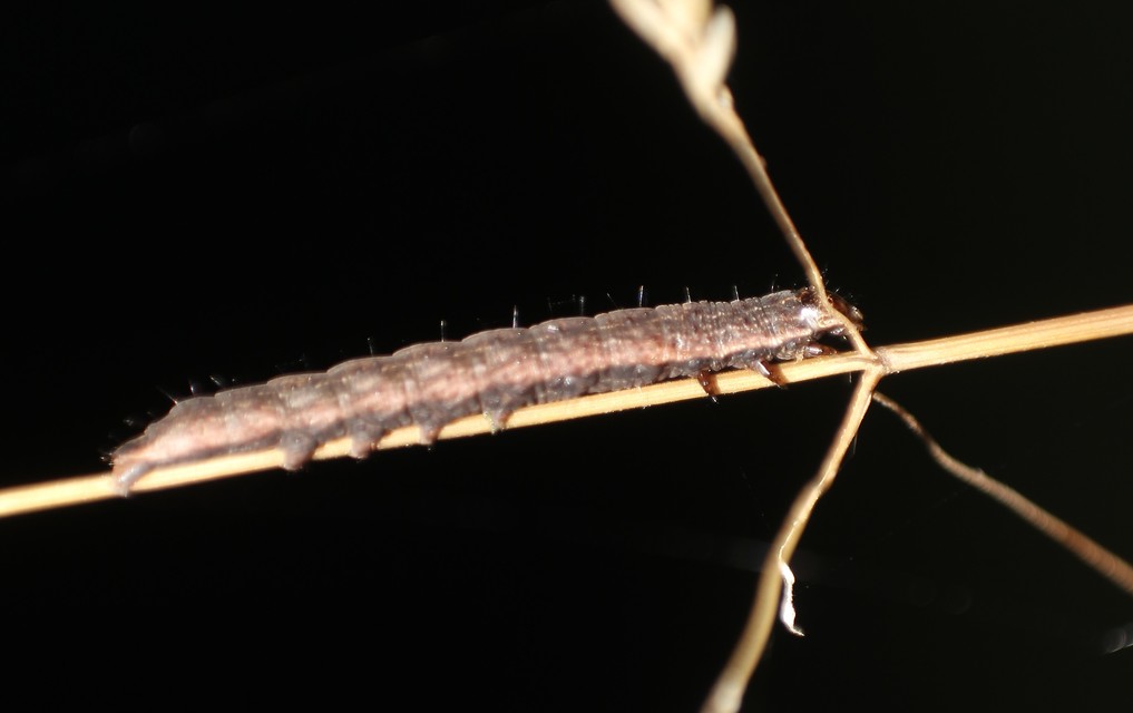 Hoplodrina