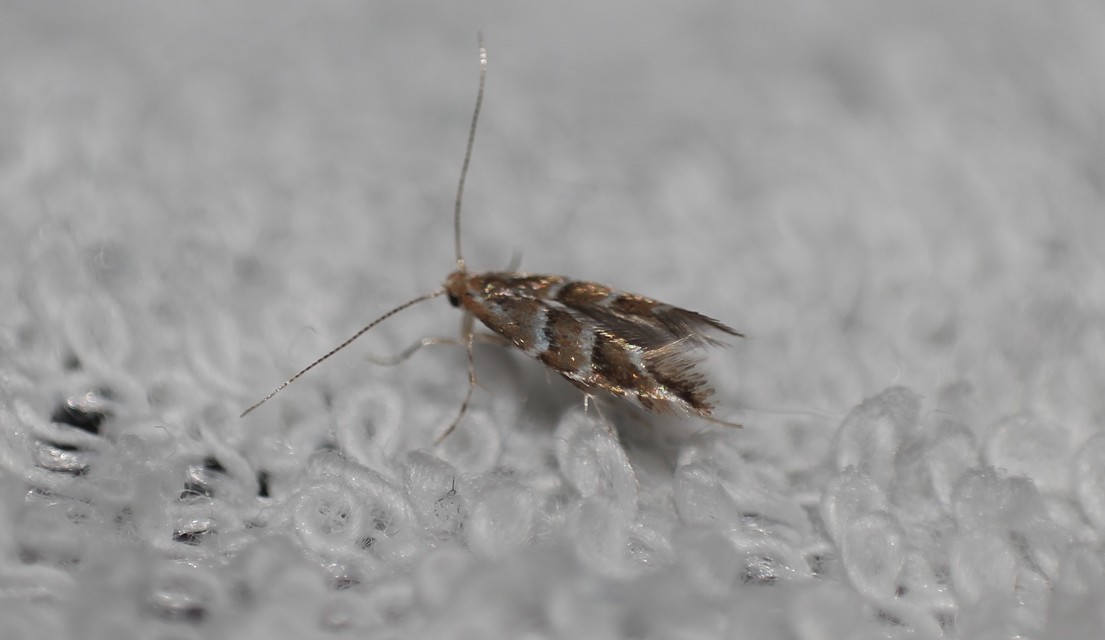 Cameraria ohridella - vadgesztenye-sátorosmoly