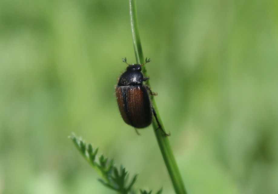 Omaloplia nigromarginata - szegélyes kiscserebogár