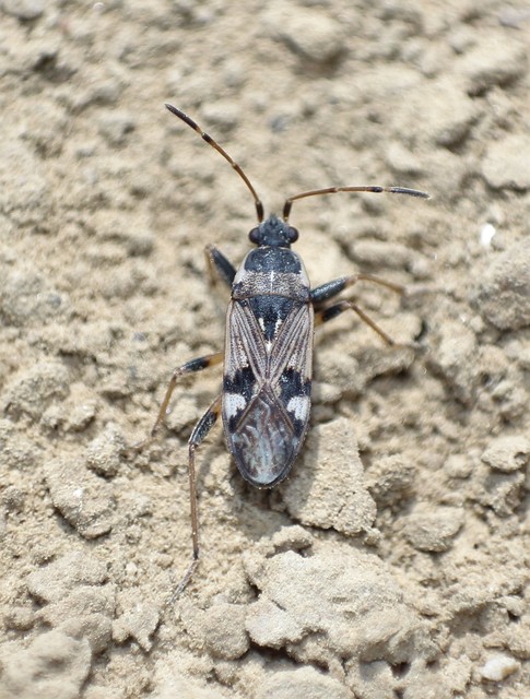 Beosus maritimus - homoki bodobács