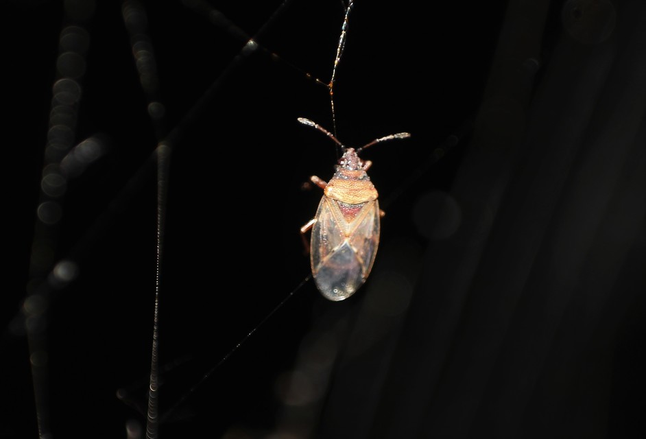 Kleidocerys resedae - nyírbodobács