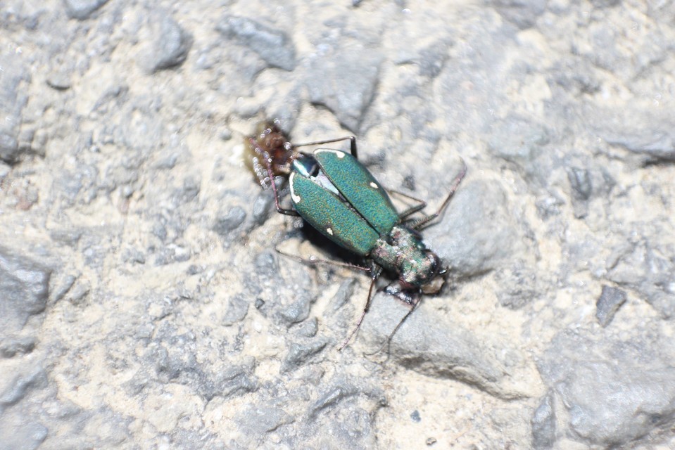 Cylindera germanica - parlagi homokfutrinka