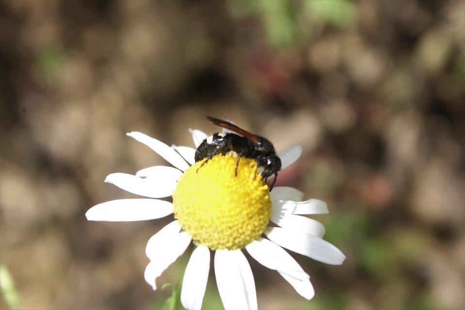 Scolia sexmaculata - négyfoltos tőrösdarázs