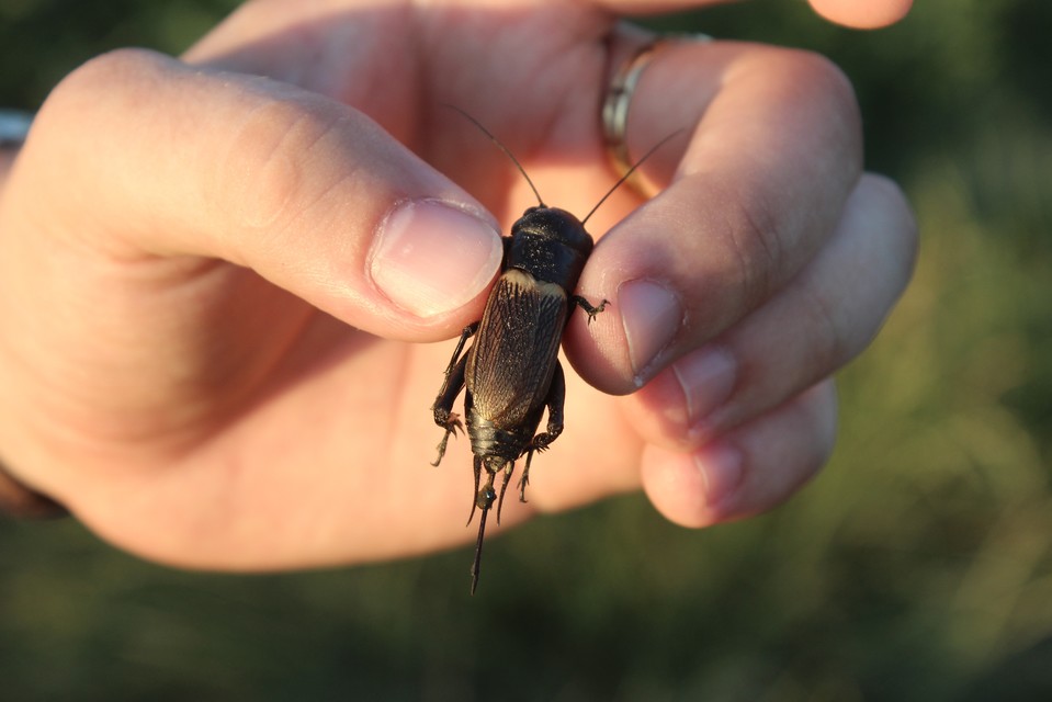 Gryllus campestris - mezei tücsök