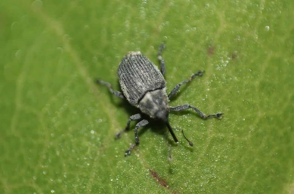 Ceutorhynchus