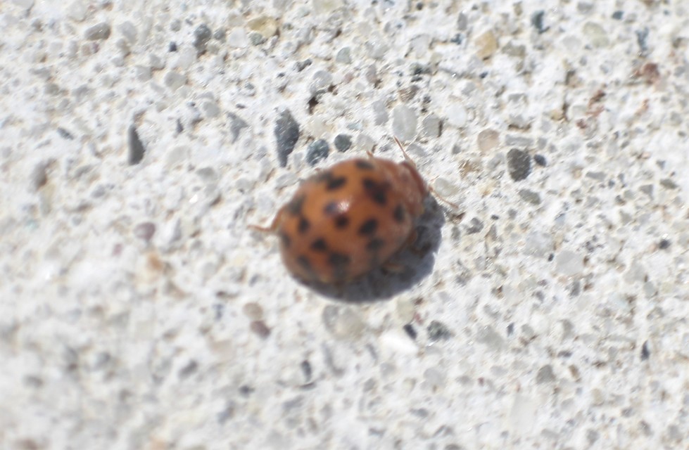 Subcoccinella vigintiquatuorpunctata - lucernaböde