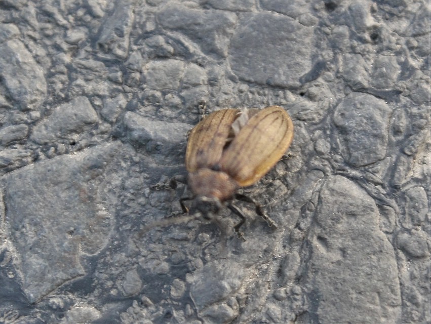 Galeruca pomonae - barna olajosbogár