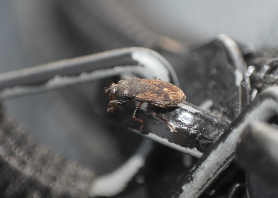 Megalonotus sabulicola