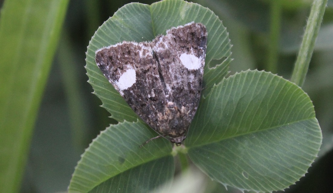 Tyta luctuosa - fekete nappalibagoly