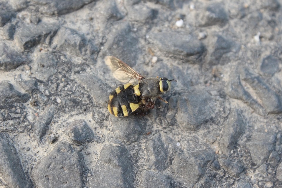 Stratiomys