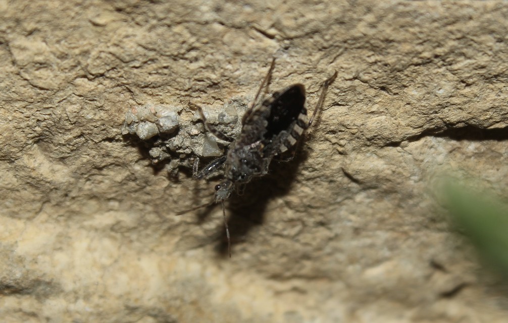 Coranus