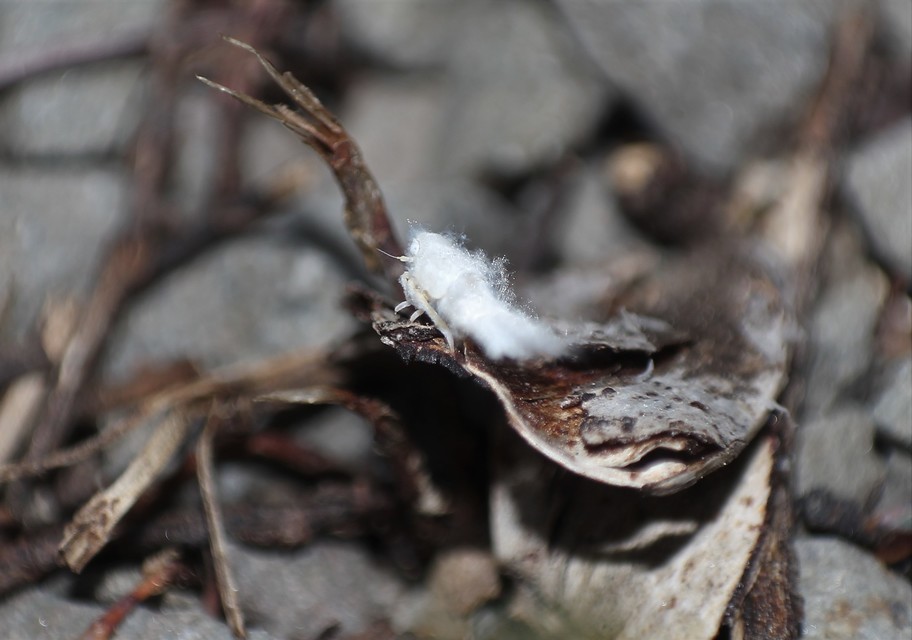 Metcalfa pruinosa - amerikai lepkekabóca