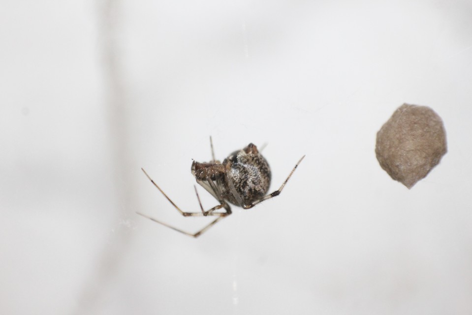 Parasteatoda tepidariorum - üvegházi törpepók