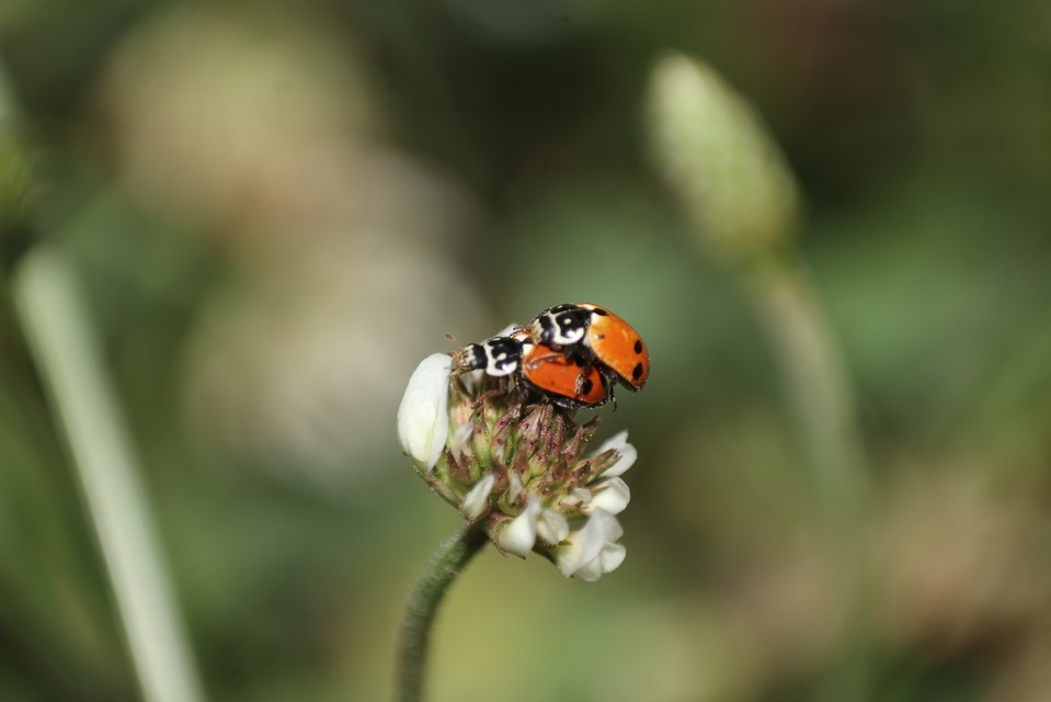 Hippodamia variegata - tizenhárompettyes katica
