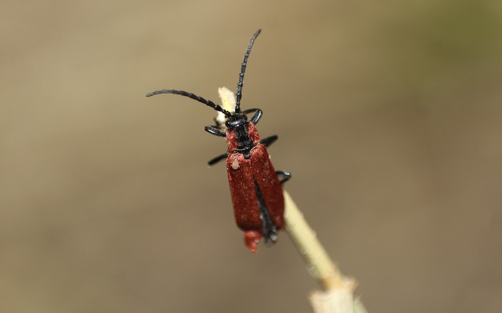Lygistopterus sanguineus - vérbogár