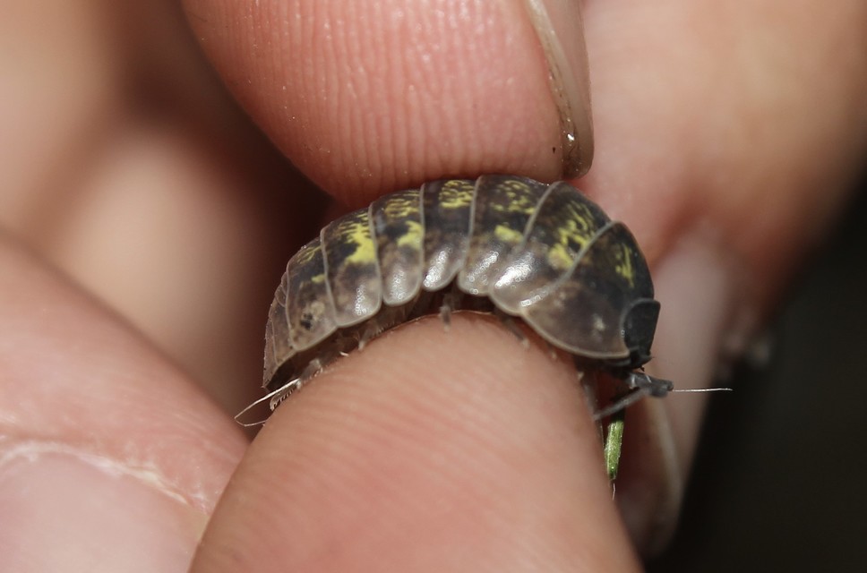 Armadillidium vulgare - szürke gömbászka