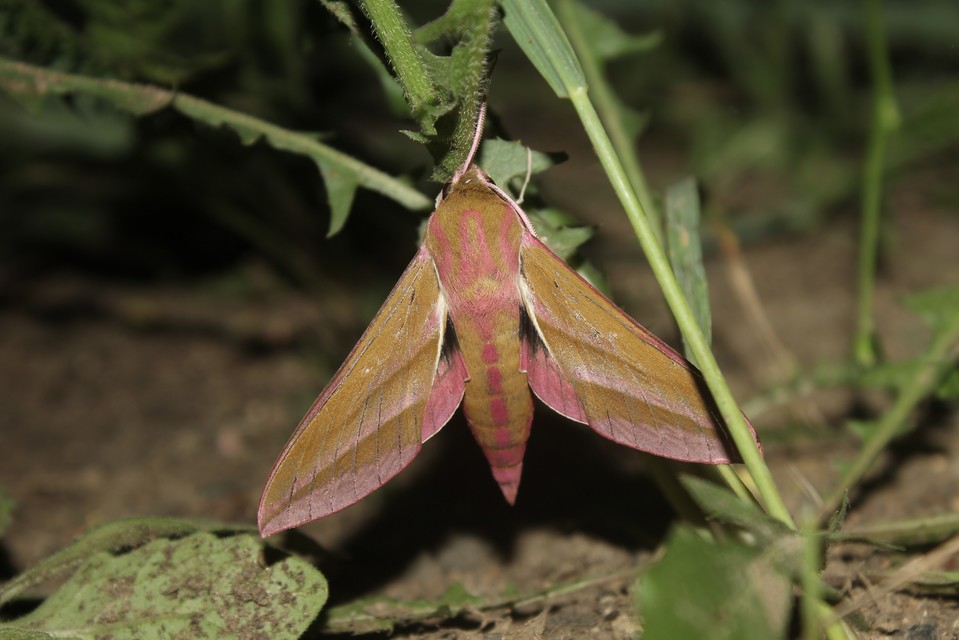 Deilephila elpenor - szőlőszender