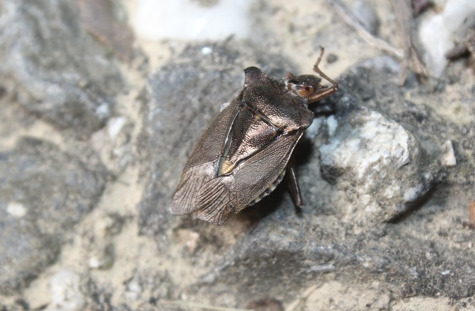 Pentatoma rufipes - vöröslábú címerespoloska Pentatoma rufipes - vöröslábú címerespoloska