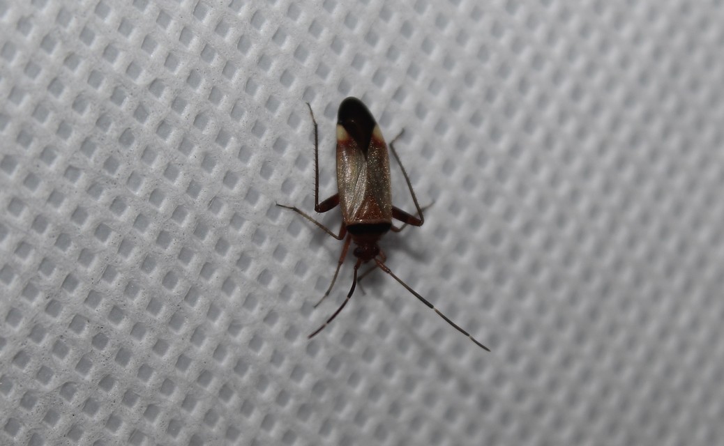 Adelphocoris vandalicus - feketevállú mezeipoloska