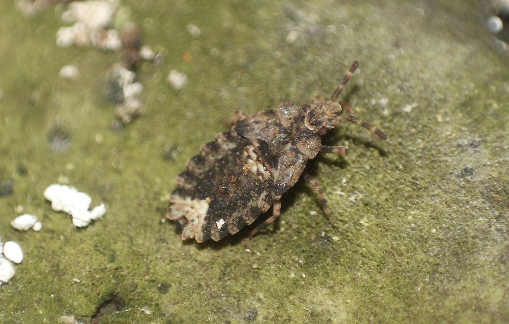 Aradus