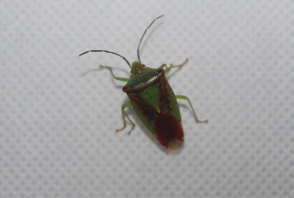 Acanthosoma haemorrhoidale - nagy dajkapoloska Acanthosoma haemorrhoidale - nagy dajkapoloska