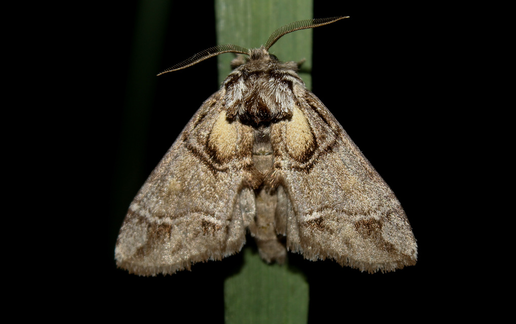 Drymonia velitaris - hegyi púposszövő