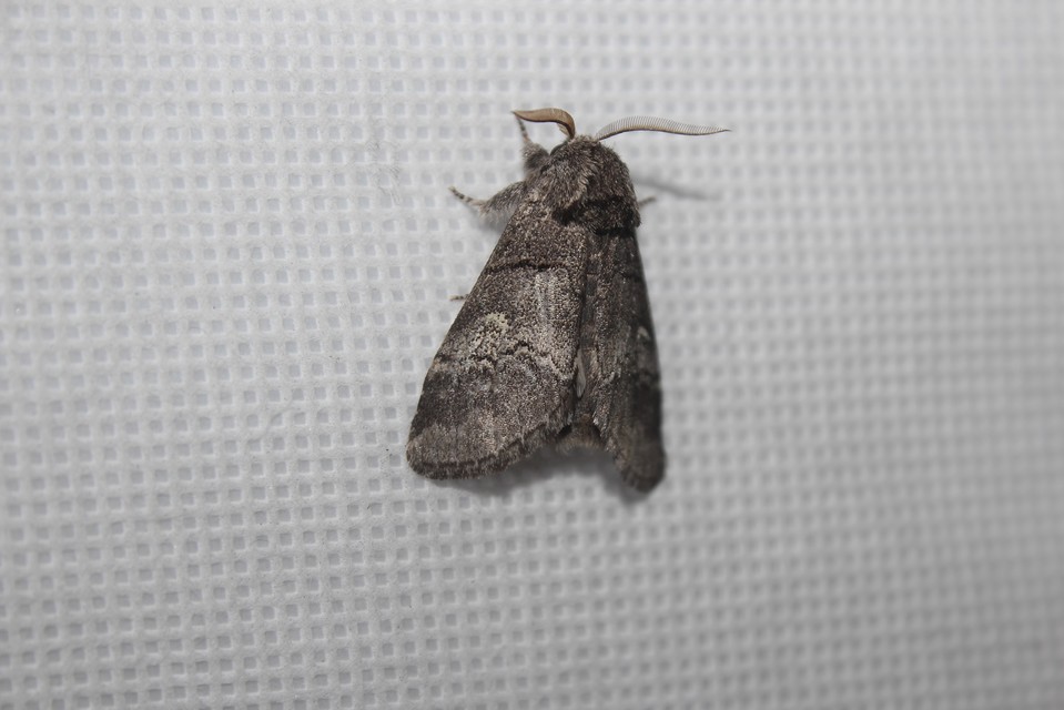 Drymonia querna - tölgyfa-púposszövő